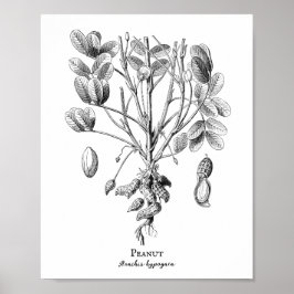Peanut Vintag Illustration Poster