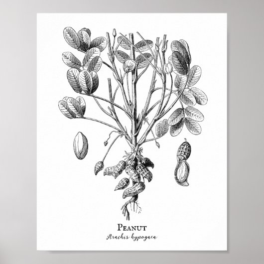 Peanut Vintag Illustration Poster (Vorne)