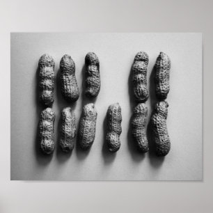 Peanuts Still Life Fine Art Fotograf Poster