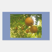 Pear Blooms Rechteckiger Aufkleber (Vorderseite)