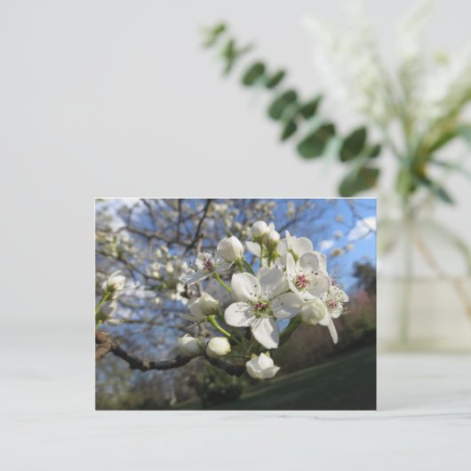 Pear Blossom Postkarte (Stehend Vorderseite)