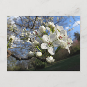 Pear Blossom Postkarte