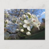 Pear Blossom Postkarte (Vorderseite)
