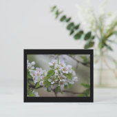 Pear Blossom Postkarte (Stehend Vorderseite)