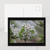 Pear Blossom Postkarte (Vorne/Hinten)