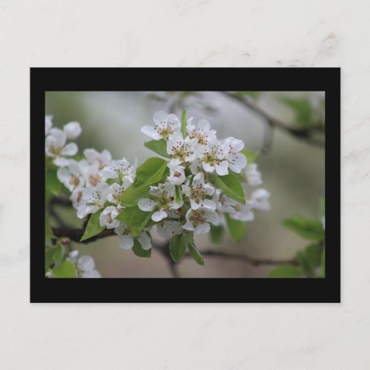 Pear Blossom Postkarte (Vorderseite)