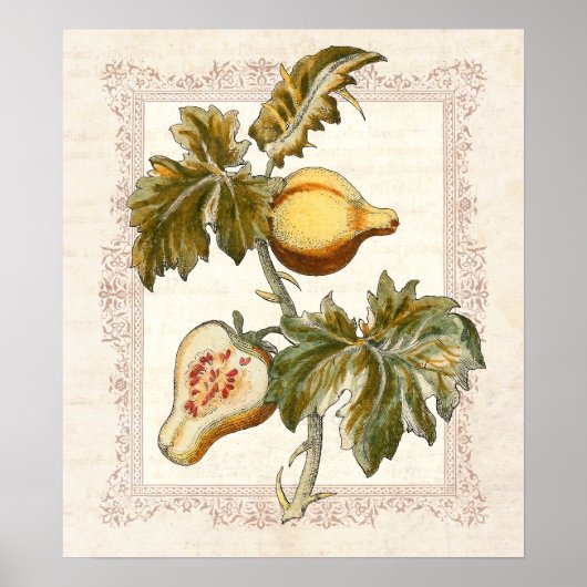 Pear Fruited Solanum Country Kitchen Decke Poster (Vorne)