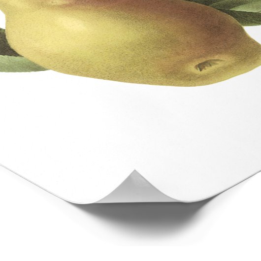 pear(Pyrus sp.) von Redouté Poster (Ecke)