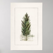 Pear Tree (Pyrus communis) Aquarellmalerei Poster (Vorne)