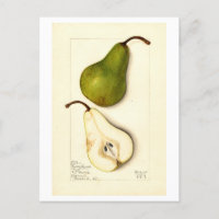 Pear Vintag Botanical Illustration Postkarte