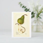 Pear Vintag Botanical Illustration Postkarte (Stehend Vorderseite)