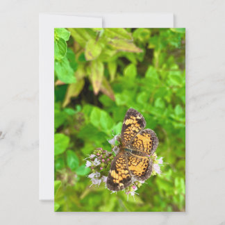 Pearl Crescent butterfly birthday card dh26