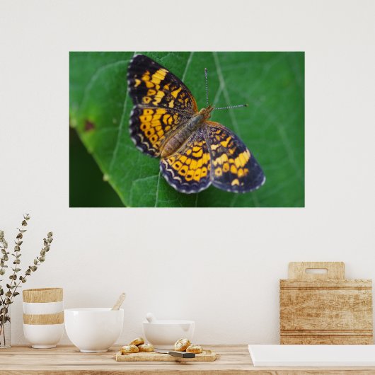 Pearl Crescent Butterfly Poster (Küche)