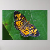 Pearl Crescent Butterfly Poster (Vorne)