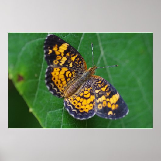 Pearl Crescent Butterfly Poster (Vorne)