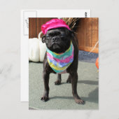 Pearl - Mops and Boston Terrier Mix Breed Foto-08 Postkarte (Vorne/Hinten)