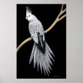 Pearl Pied Cockatiel Poster (Vorne)