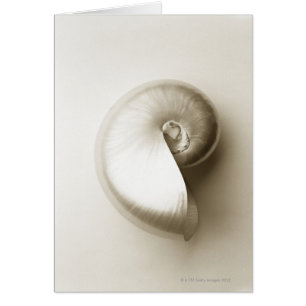 Pearlised NautilusseeMuschel 2