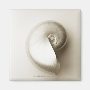 Pearlised NautilusseeMuschel 2 Magnet