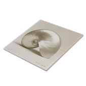 Pearlised NautilusseeMuschel Fliese (Seite)