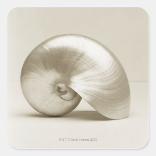 Pearlised NautilusseeMuschel Quadratischer Aufkleber