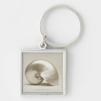 Pearlised NautilusseeMuschel