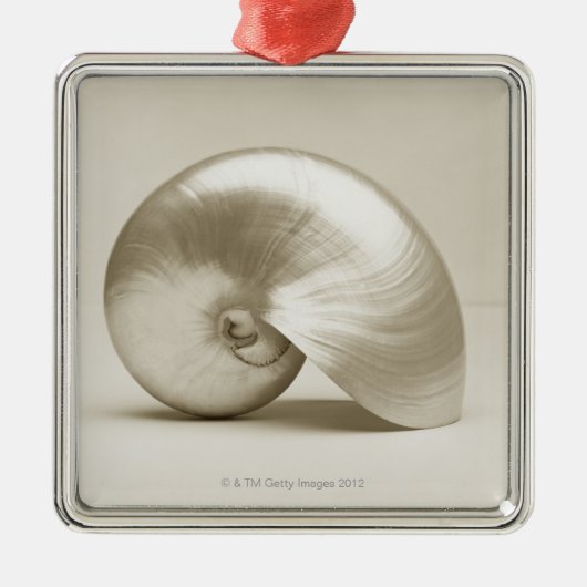 Pearlised NautilusseeMuschel Silbernes Ornament (Vorne)