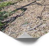 Pearsoll Peak Fire Lookout Kalmiopsis Wilderness Poster (Ecke)