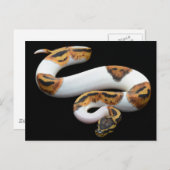 Pebaldballpython Postkarte (Vorne/Hinten)