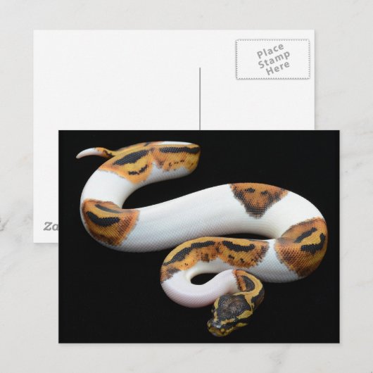 Pebaldballpython Postkarte (Vorne/Hinten)