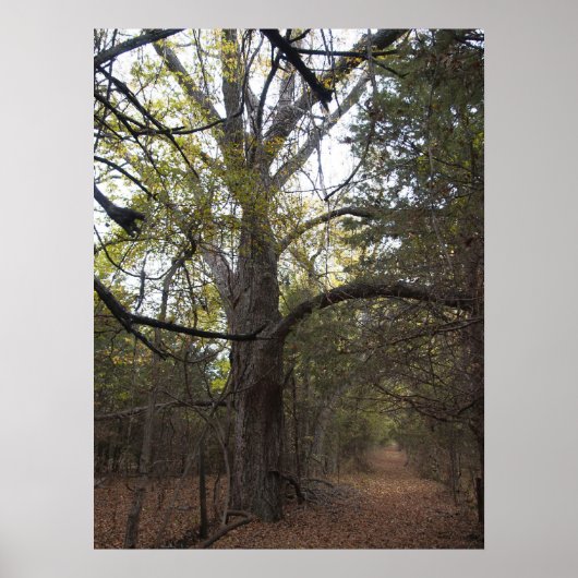 Pecan Gateway Poster (Vorne)