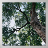 Pecan Poster (Vorne)