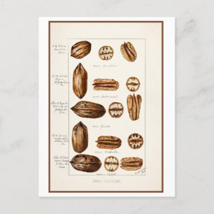 Pecans Botanische Vintage-Illustration Postkarte