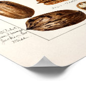 Pecans (Carya Illinoinensis) Aquarellmalerei Poster (Ecke)