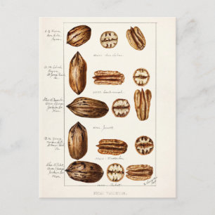 Pecans (Carya Illinoinensis) Aquarellmalerei Postkarte