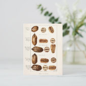 Pecans (Carya Illinoinensis) Aquarellmalerei Postkarte (Stehend Vorderseite)