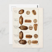 Pecans (Carya Illinoinensis) Aquarellmalerei Postkarte (Vorne/Hinten)
