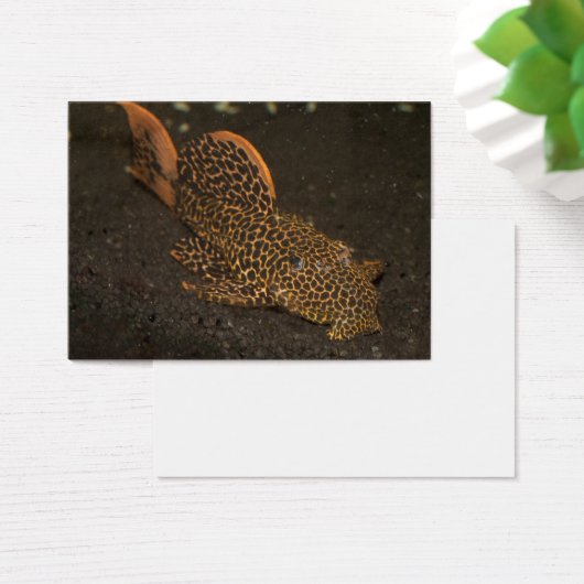 Peckoltia Compta (Schreibtisch)