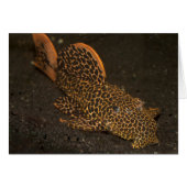 Peckoltia Compta (Vorderseite (Horizontal))