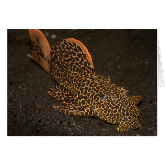 Peckoltia Compta (Vorderseite (Horizontal))