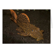 Peckoltia Compta (Vorderseite (Horizontal))