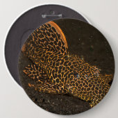 Peckoltia Compta Button (Vorne & Hinten)