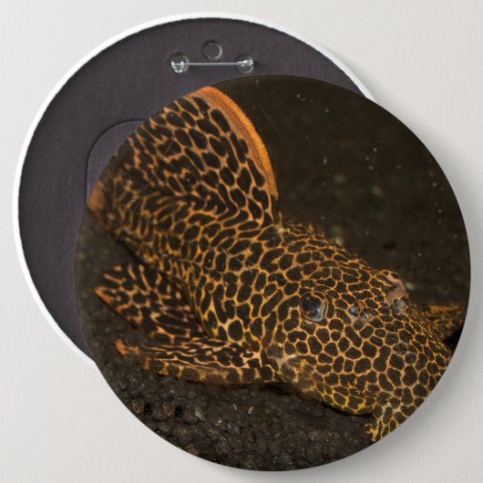 Peckoltia Compta Button (Vorne & Hinten)