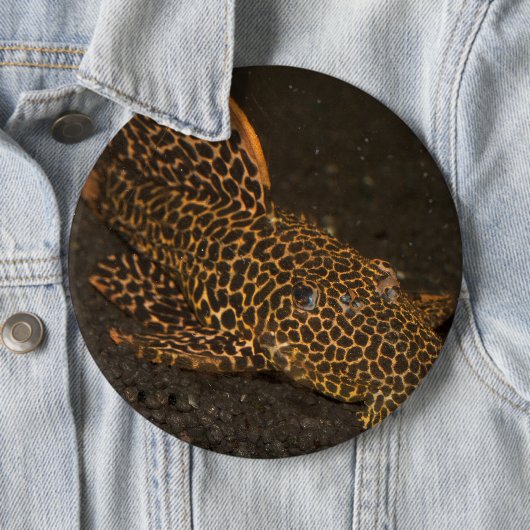 Peckoltia Compta Button (Beispiel)