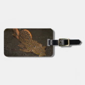 Peckoltia Compta Gepäckanhänger (Vorderseite horizontal)