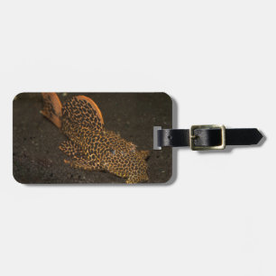 Peckoltia Compta Gepäckanhänger