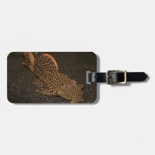 Peckoltia Compta Gepäckanhänger (Vorderseite horizontal)