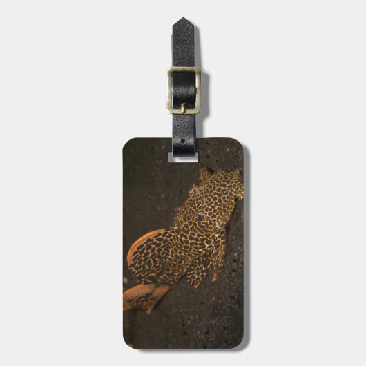 Peckoltia Compta Gepäckanhänger (Vorderseite vertikal)