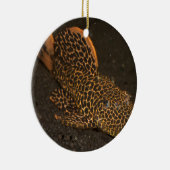 Peckoltia Compta Keramikornament (Rechts)