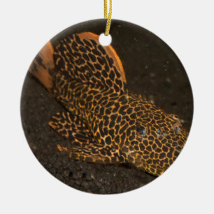 Peckoltia Compta Keramikornament